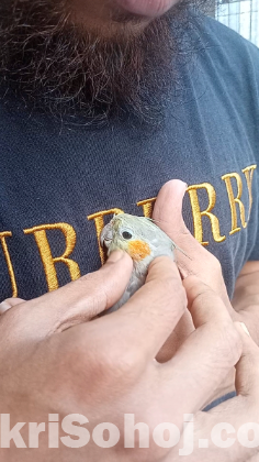 Cockatiel Parrot Grey Baby Half tame